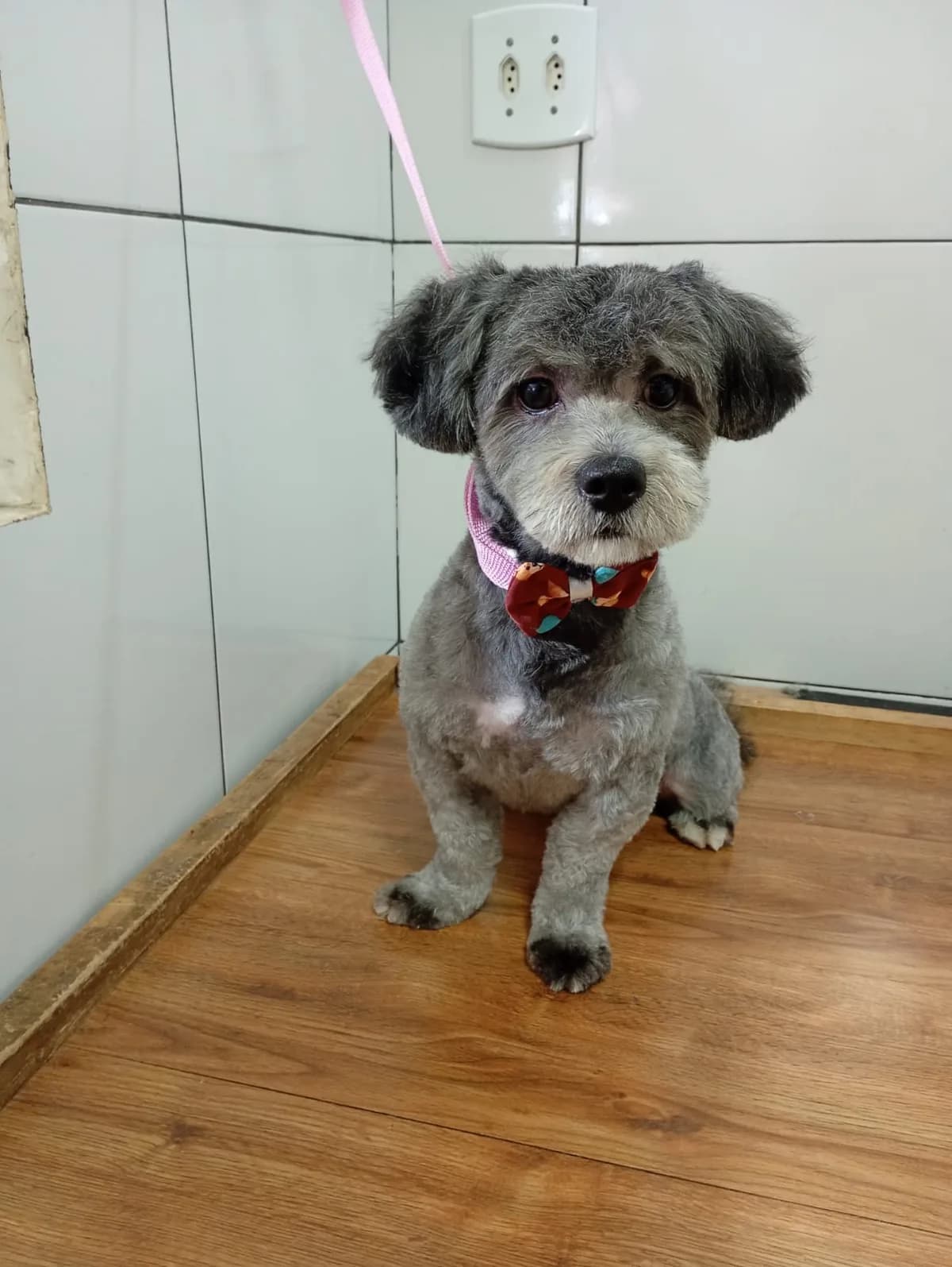 Cão de pelagem cinza com gravata vinho após a tosa