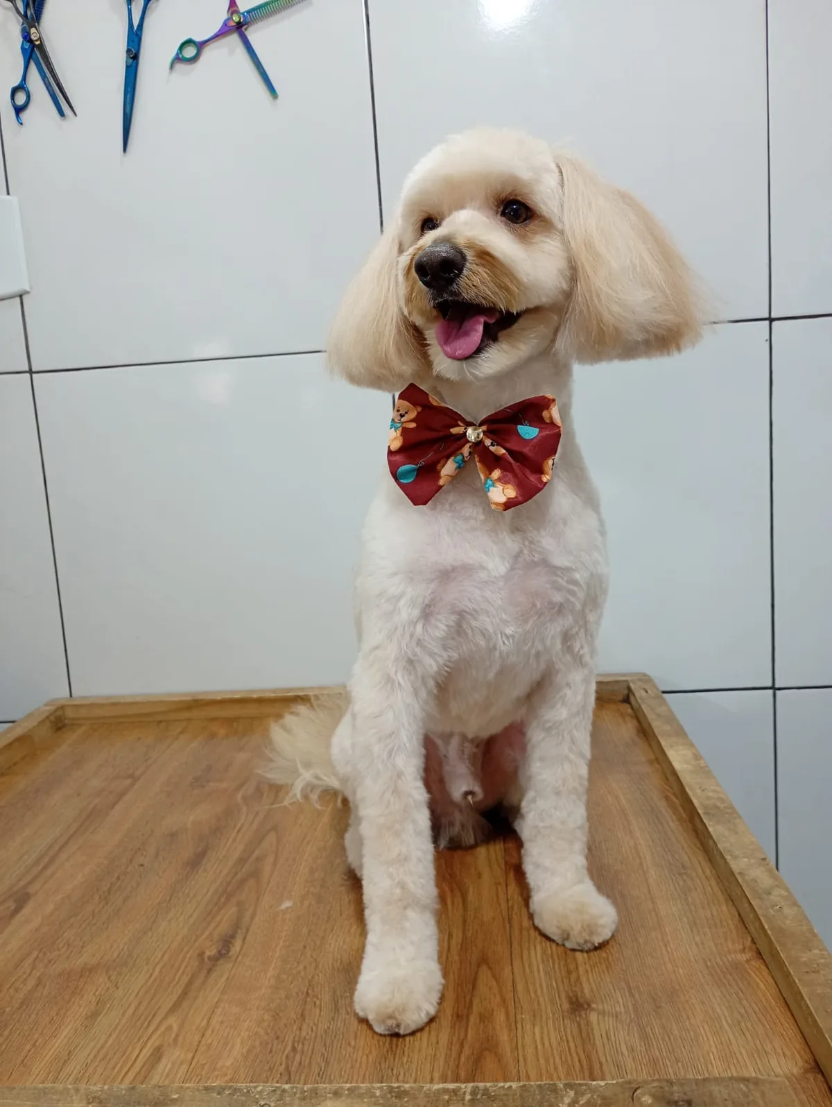 Cão de pelagem clara sorrindo com gravata vinho após a tosa