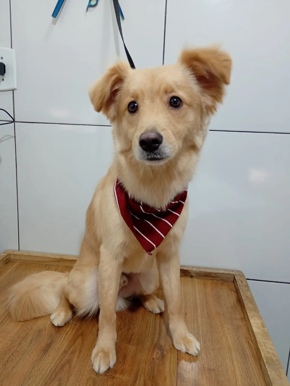 Cão dourado de orelhas erguidas com bandana vinho listrada