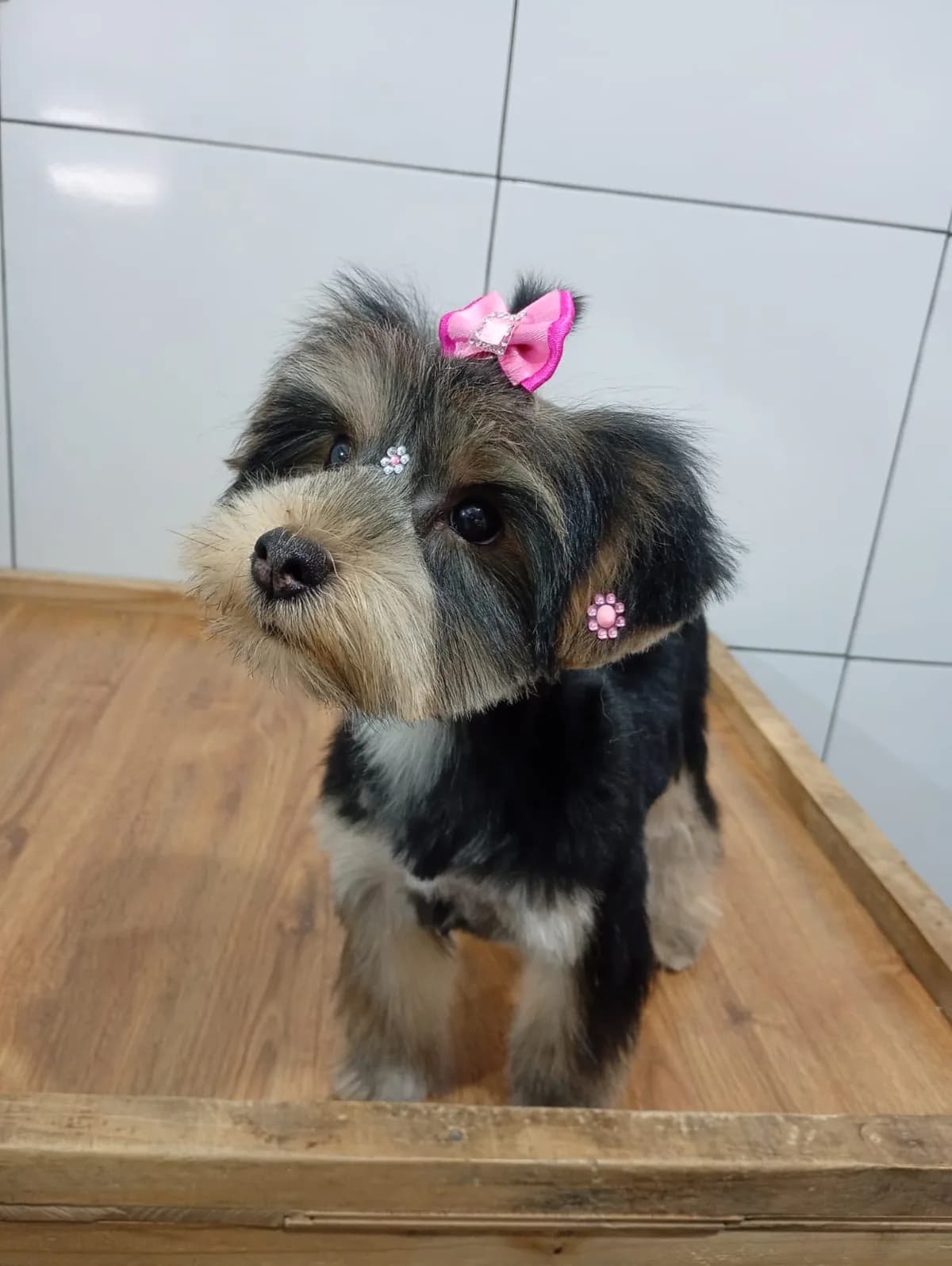 Cão de pelagem preta e caramelo com laço rosa