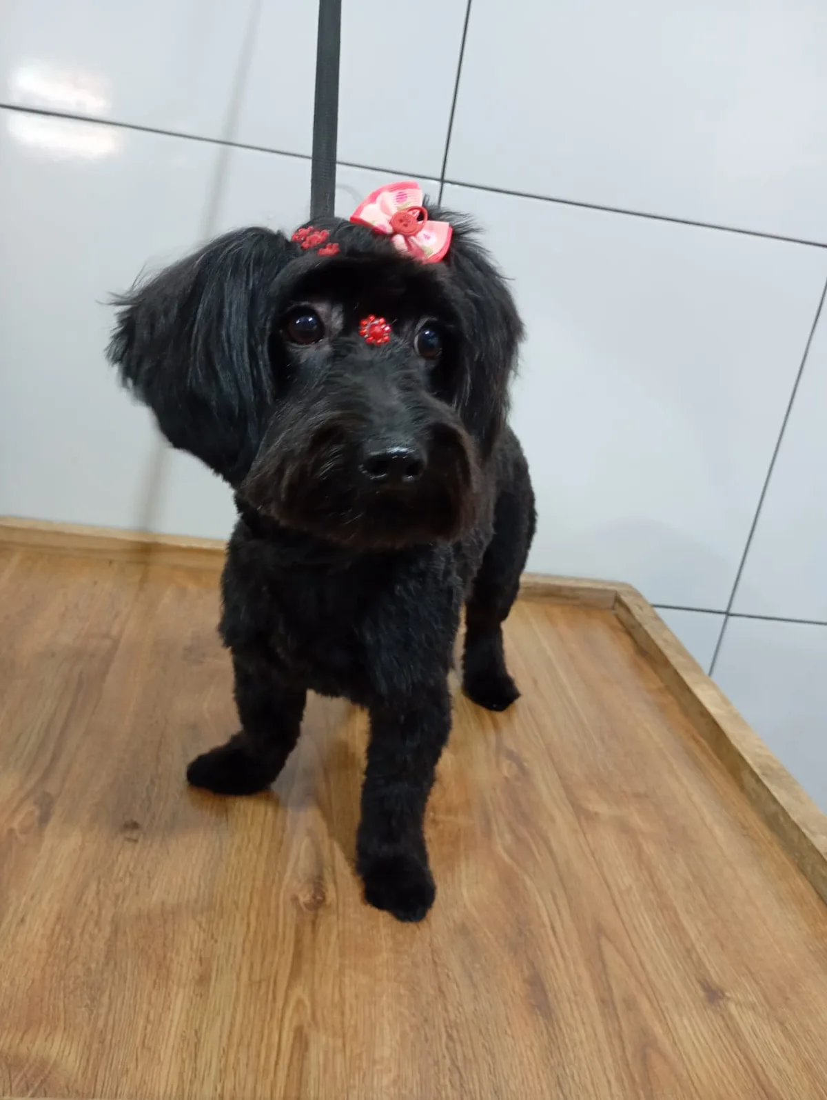 Cão preto recém-tosado com laço rosa e enfeites vermelhos