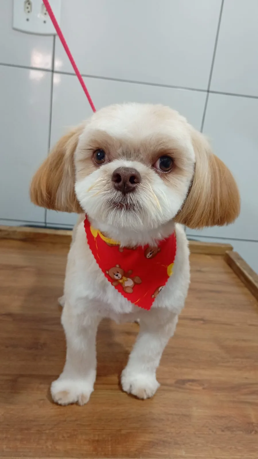 Shih-tzu branco e caramelo com bandana vermelha de ursinhos