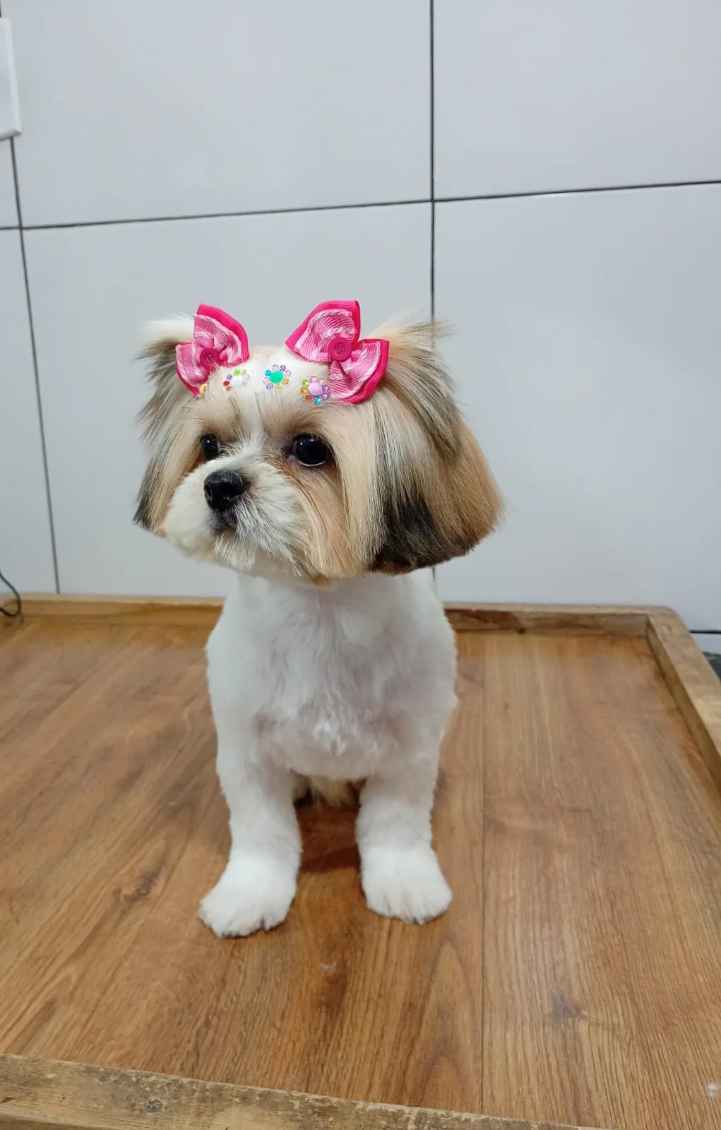 Shih-tzu com laços rosa e pequenos enfeites de flores